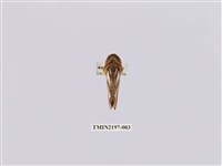 藏品(銀斑斷舟蛾)的圖片